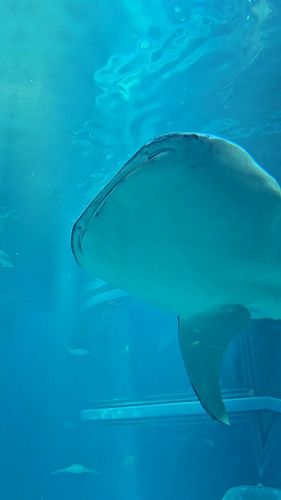 The Osaka Aquarium Kaiyukan had whale sharks and is the largest aquarium in the world. What an unreal experience this was. I ...