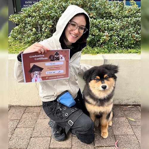 Congratulations Triton for graduating Manners Class today! トリトン、今日マナークラスを卒業しました、おめでとうございます! Thank you @positivepuppies_ for t...