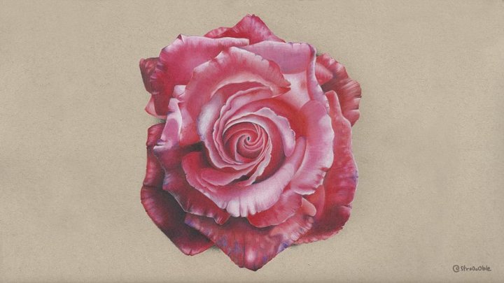 desktop wallpaper : rose product image (1)