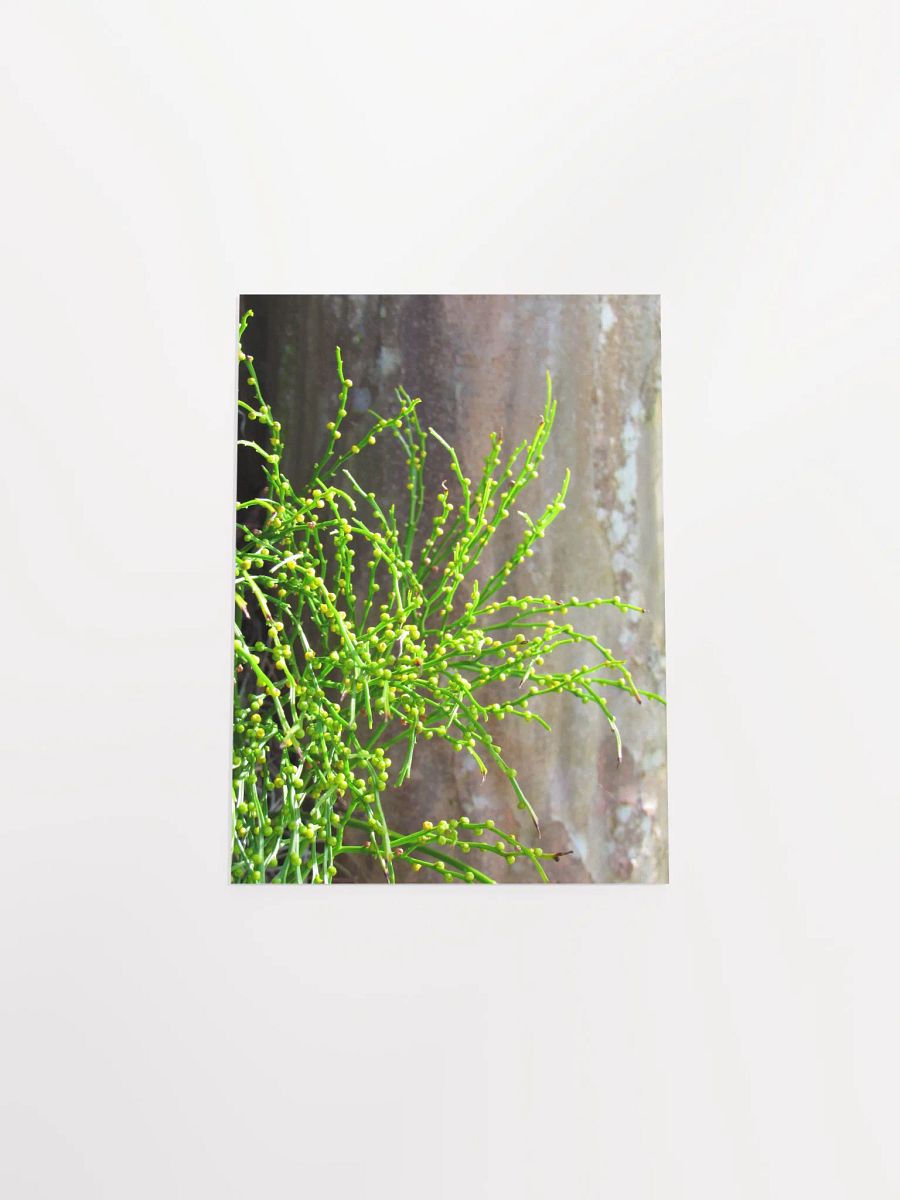 Vescular Plant product image (51)