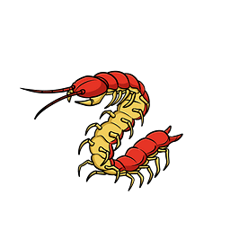 Scolopendra
