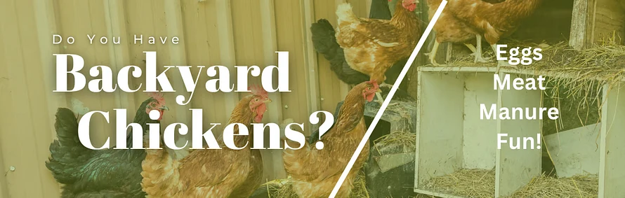 raising backyard chickens