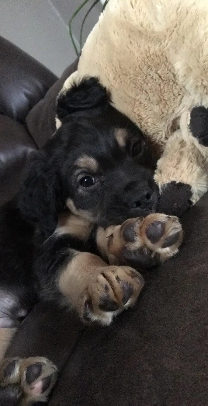 #puppy #dogg 