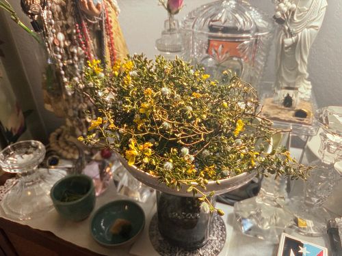 Preparing gobernadora/creosote for this year’s skin repair balm.
