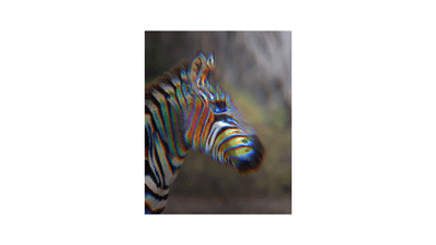 ZEBRA 07 - PREMIUM