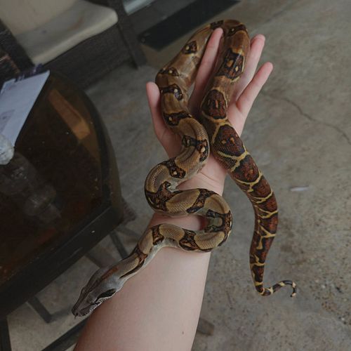 Fresh shed on this very pretty Panamanian boa

#Panamanianboa #Panamanian #Boas #boa #BoaConstrictor #boaimperator #localityboa