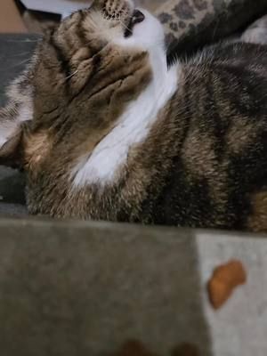 my cat Chloe snores like a human. #cats #catsoftiktok #cutecats 