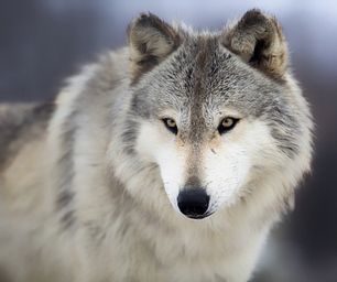 Wolf Pack Cubs