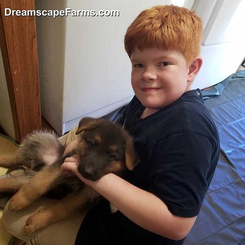 Stunning German Shepherd Puppies Ready for Their Forever Homes! 8 adorable pups (4F & 4M) from beautiful, on-site parents. Pe...