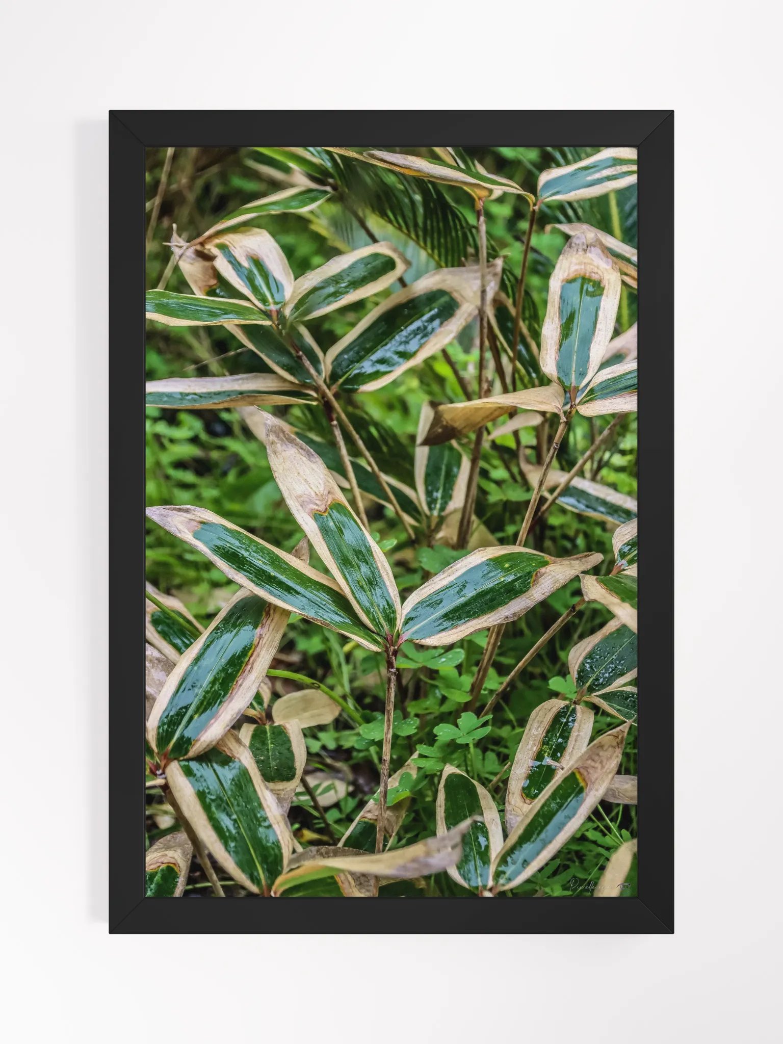 🍃 Print Fine Art – Wrinkled Kimono of the Bamboo Samurai 🎴✨ product image (2)