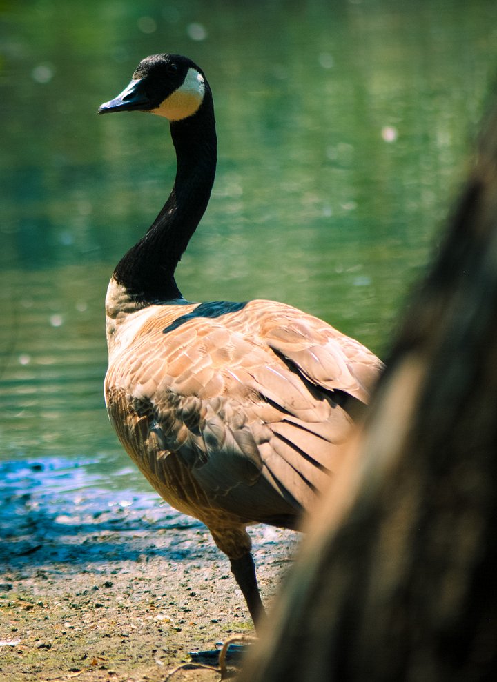 Goldilocks the Goose product image (2)